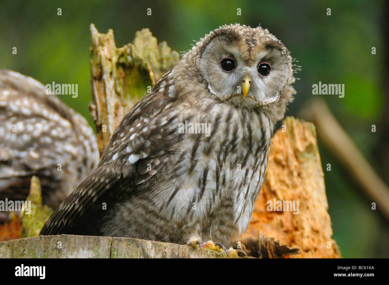 Close-up of Ural owl (Strix uralensis) on wooden post, Bavarian Forest National Park, Bavaria, Germany Stock Photo