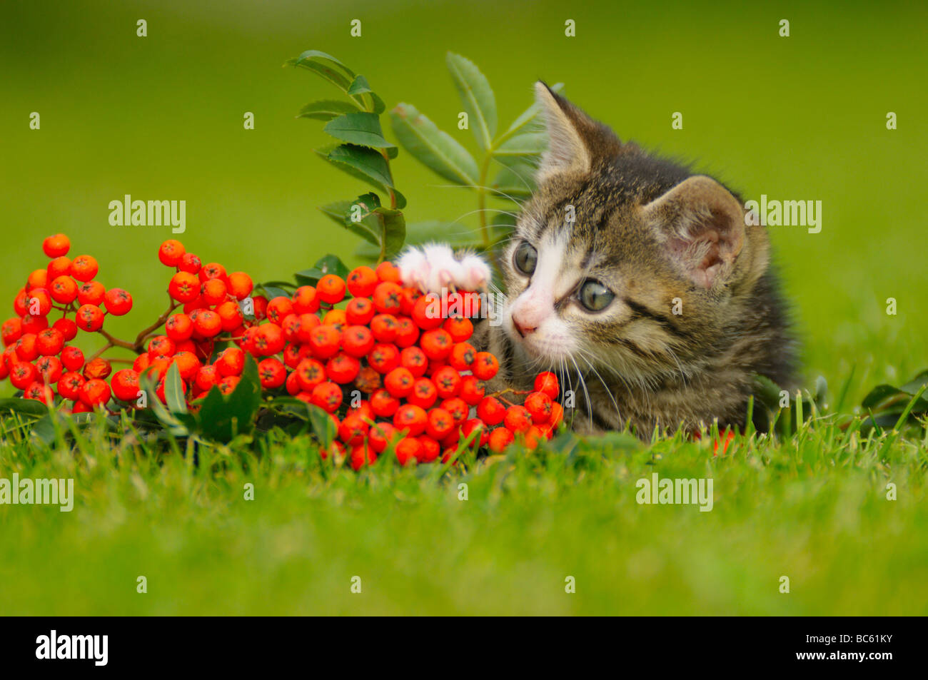 Close-up of kitten in field, Bavaria, Germany Stock Photo
