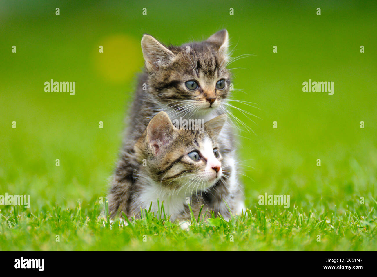 Close-up of two kittens in field, Bavaria, Germany Stock Photo
