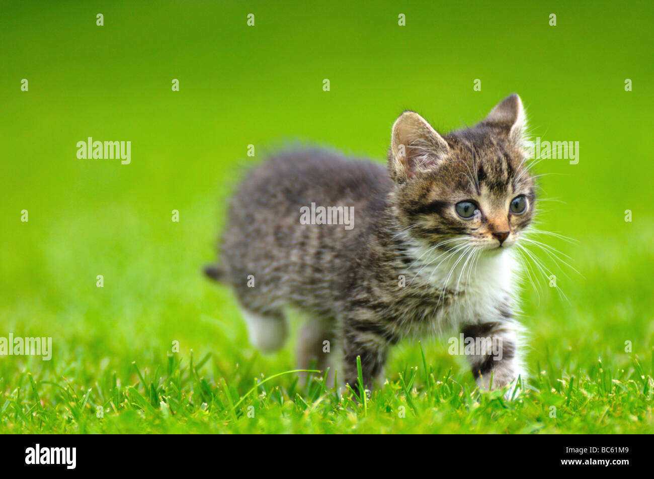 Close-up of kitten walking in field, Bavaria, Germany Stock Photo