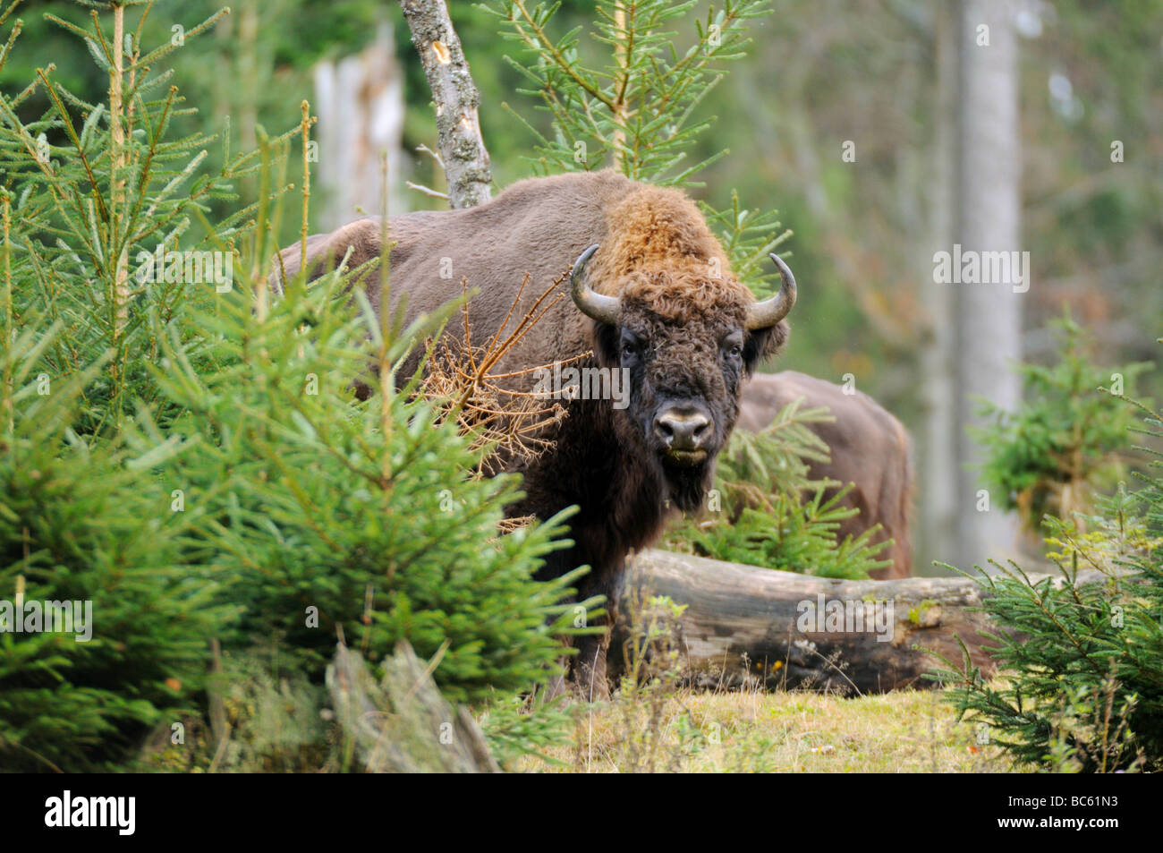 European bison (Bison bonasus) standing in forest, Bavarian Forest National Park, Bavaria, Germany Stock Photo