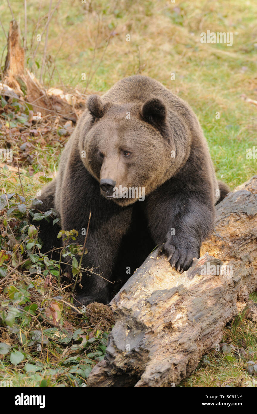 Brown bear (Ursus arctos) in forest, Bavarian Forest National Park, Bavaria, Germany Stock Photo