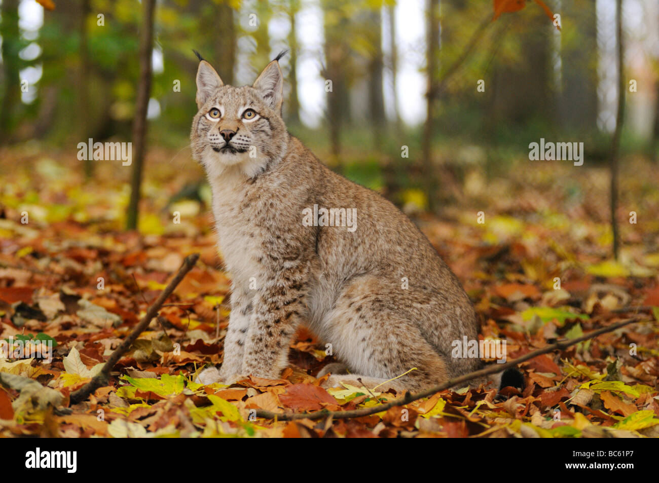 Bobcat (Lynx rufus) sitting in forest, Bavarian Forest National Park, Bavaria, Germany Stock Photo