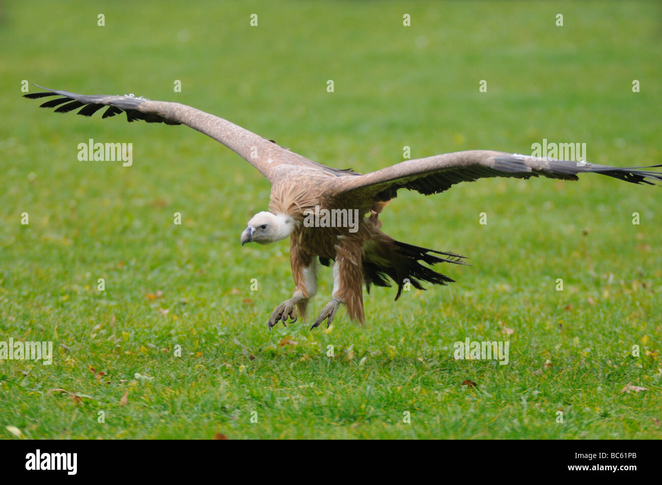 Griffon vulture (Gyps fulvus) in flight Stock Photo