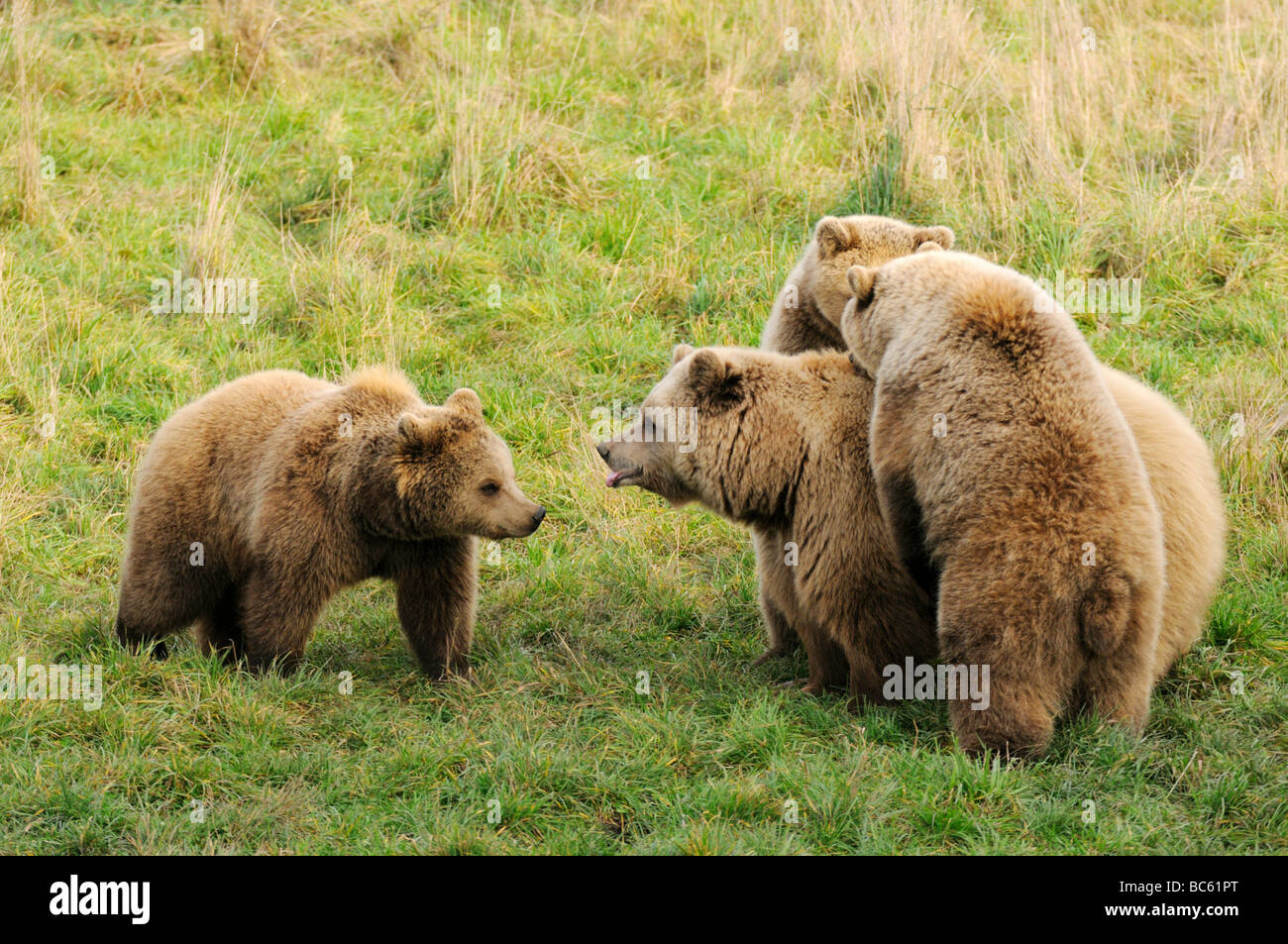 Brown bears (Ursus arctos) in forest, Bavaria, Germany Stock Photo
