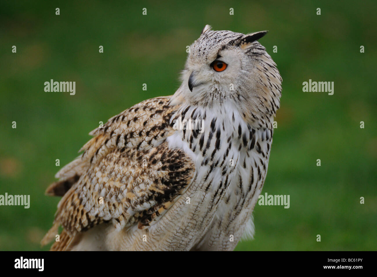 Close-up of Milky Eagle owl (Bubo bubo) Stock Photo