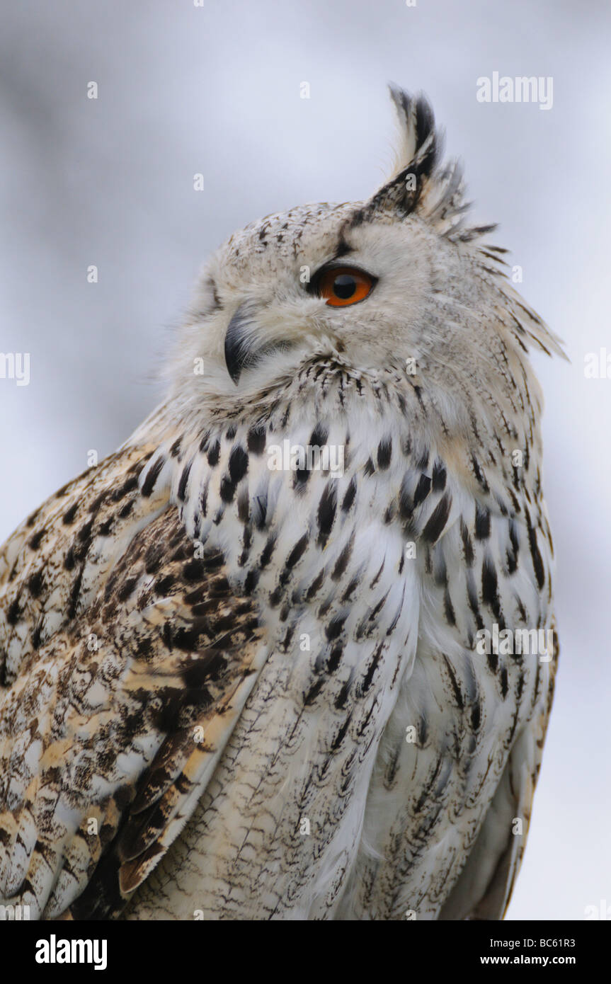 Close-up of Milky Eagle owl (Bubo bubo) Stock Photo
