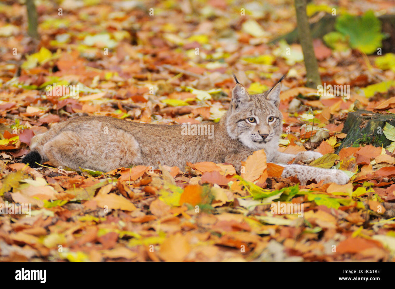Bobcat (Lynx rufus) resting in forest, Bavarian Forest National Park, Bavaria, Germany Stock Photo