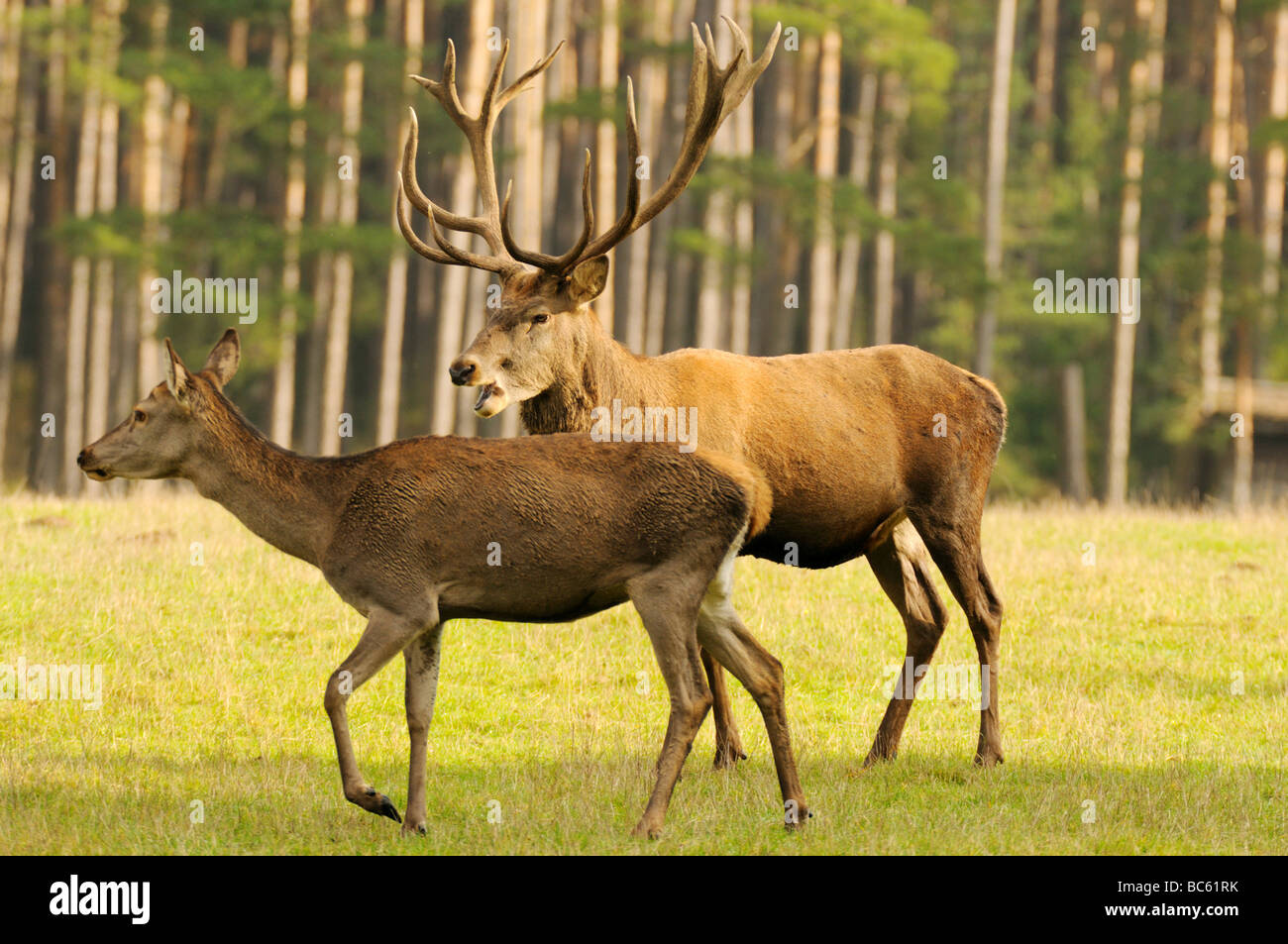 Two Red deer (Cervus elaphus) in forest, Franconia, Bavaria, Germany Stock Photo
