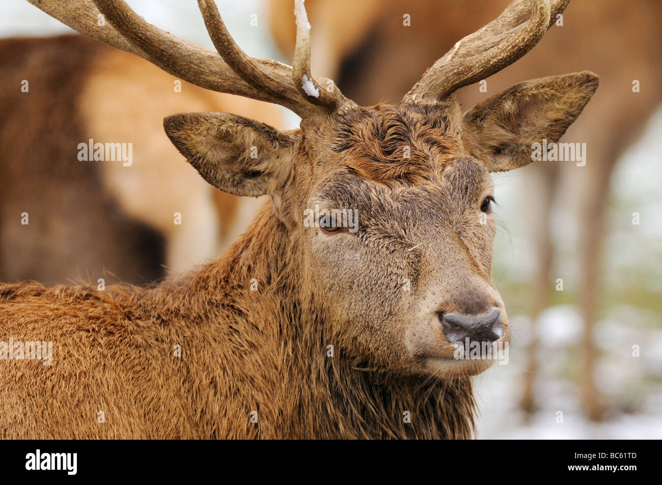 Close-up of Red deer (Cervus elaphus) in forest, Franconia, Bavaria, Germany Stock Photo