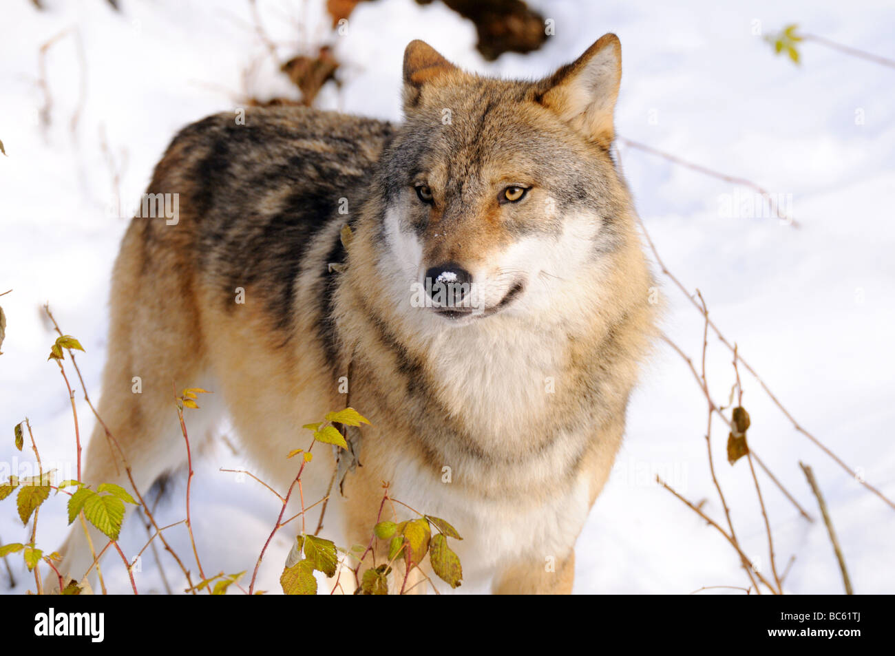 Grey wolf (Canis lupus) in forest, Bavarian Forest National Park ...