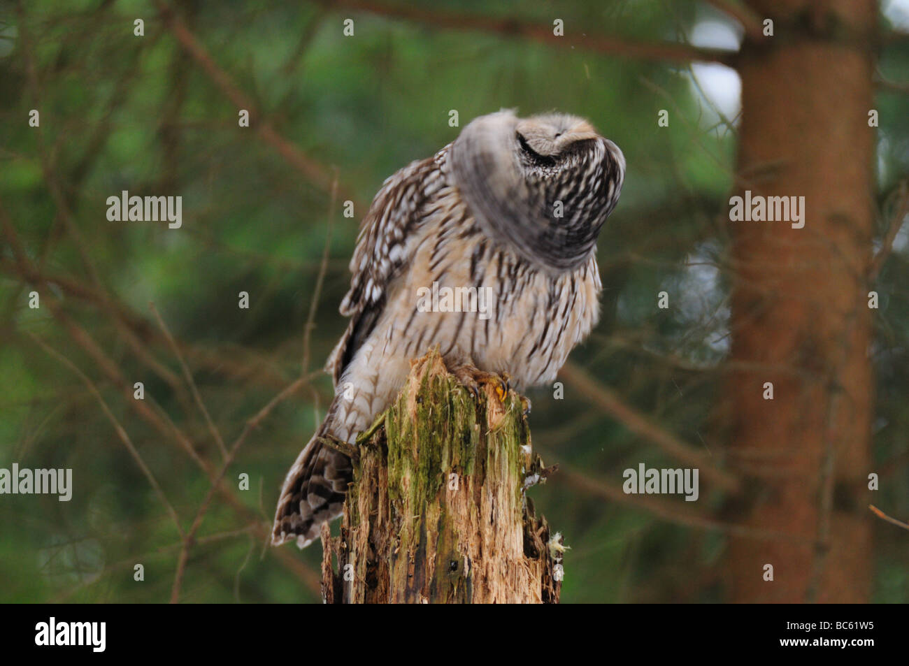 Close-up of Ural owl (Strix uralensis) perching on branch, Bavarian Forest National Park, Bavaria, Germany Stock Photo