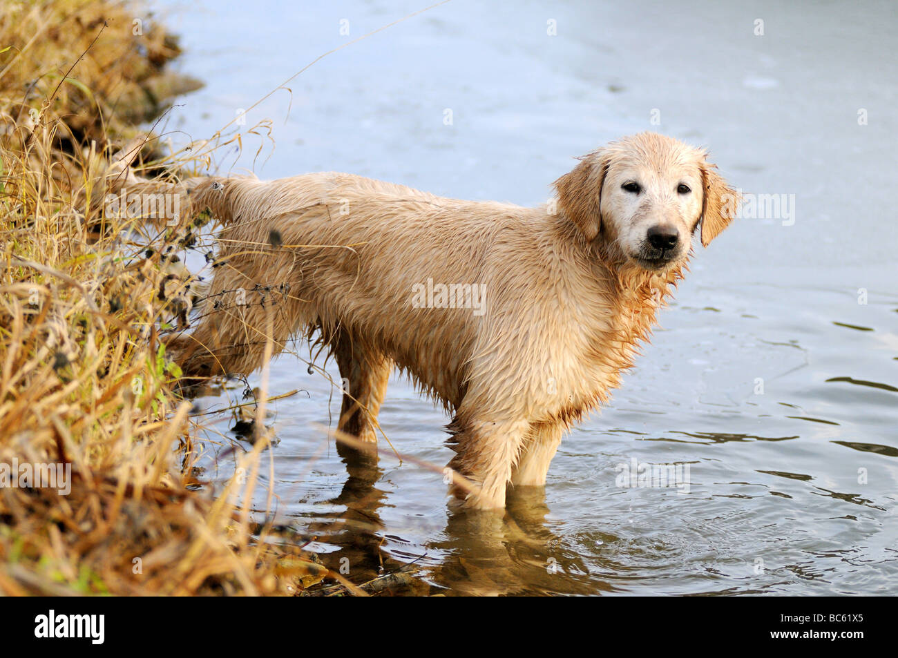Golden Retriever puppy standing in water, Franconia, Bavaria, Germany Stock Photo