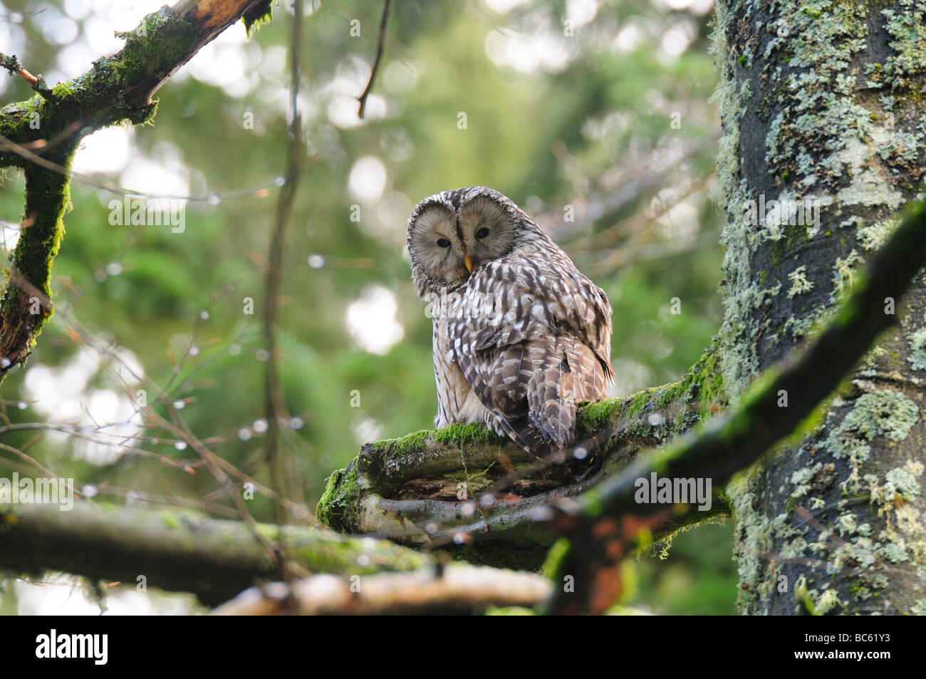 Close-up of Ural owl (Strix uralensis) perching on branch Stock Photo