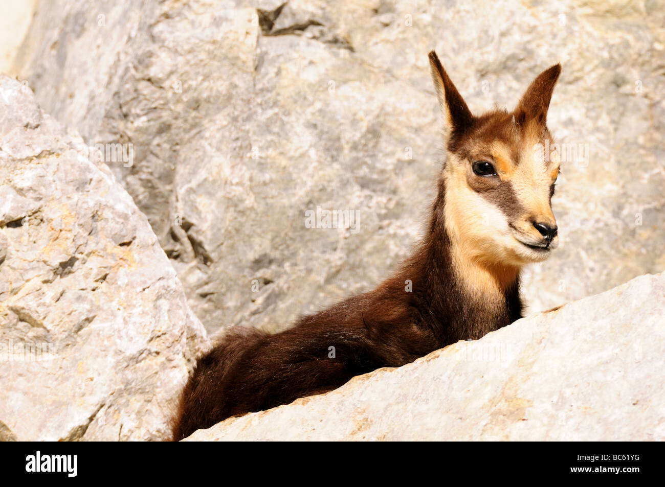 Close-up of Domestic goat (Capra aegagrus hircus) on mountain Stock Photo