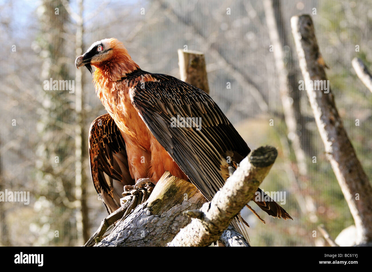Close-up of Bearded vulture (Gypaetus Barbatus) perching on branch, Austria Stock Photo