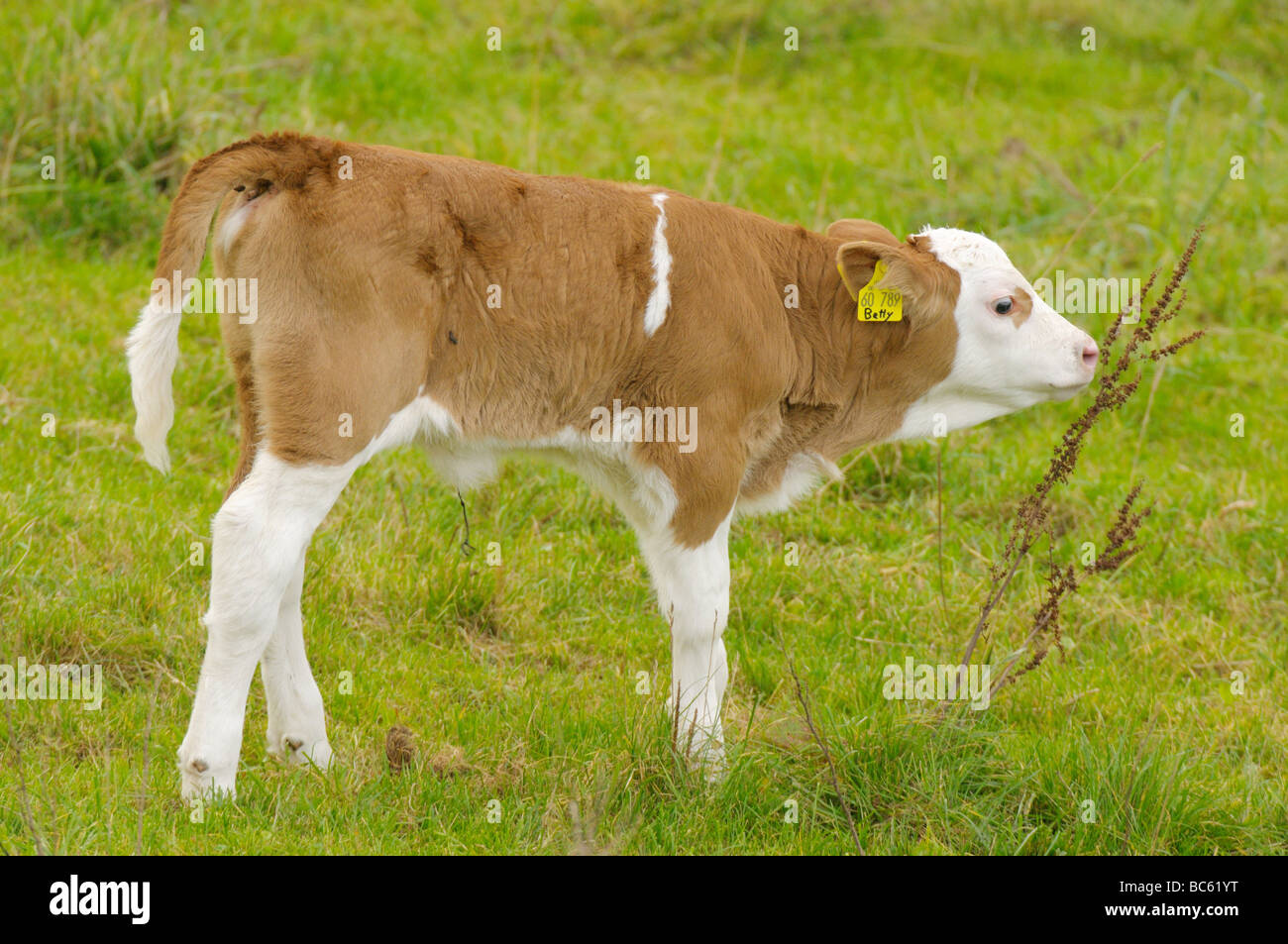 Cow's calf standing in field, Franconia, Bavaria, Germany Stock Photo