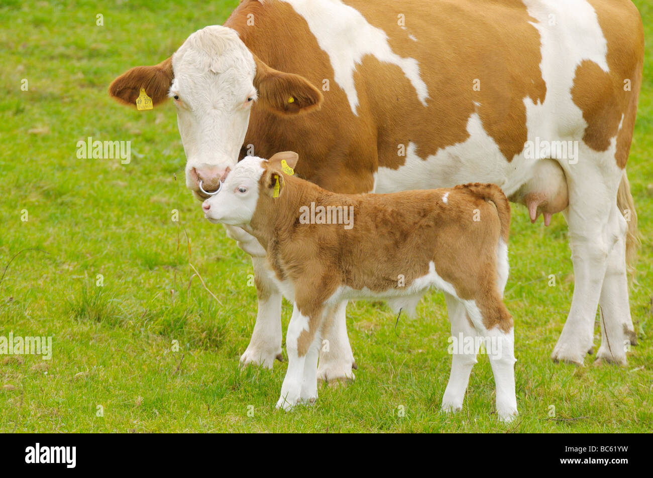 Cow standing with its calf in field, Franconia, Bavaria, Germany Stock Photo