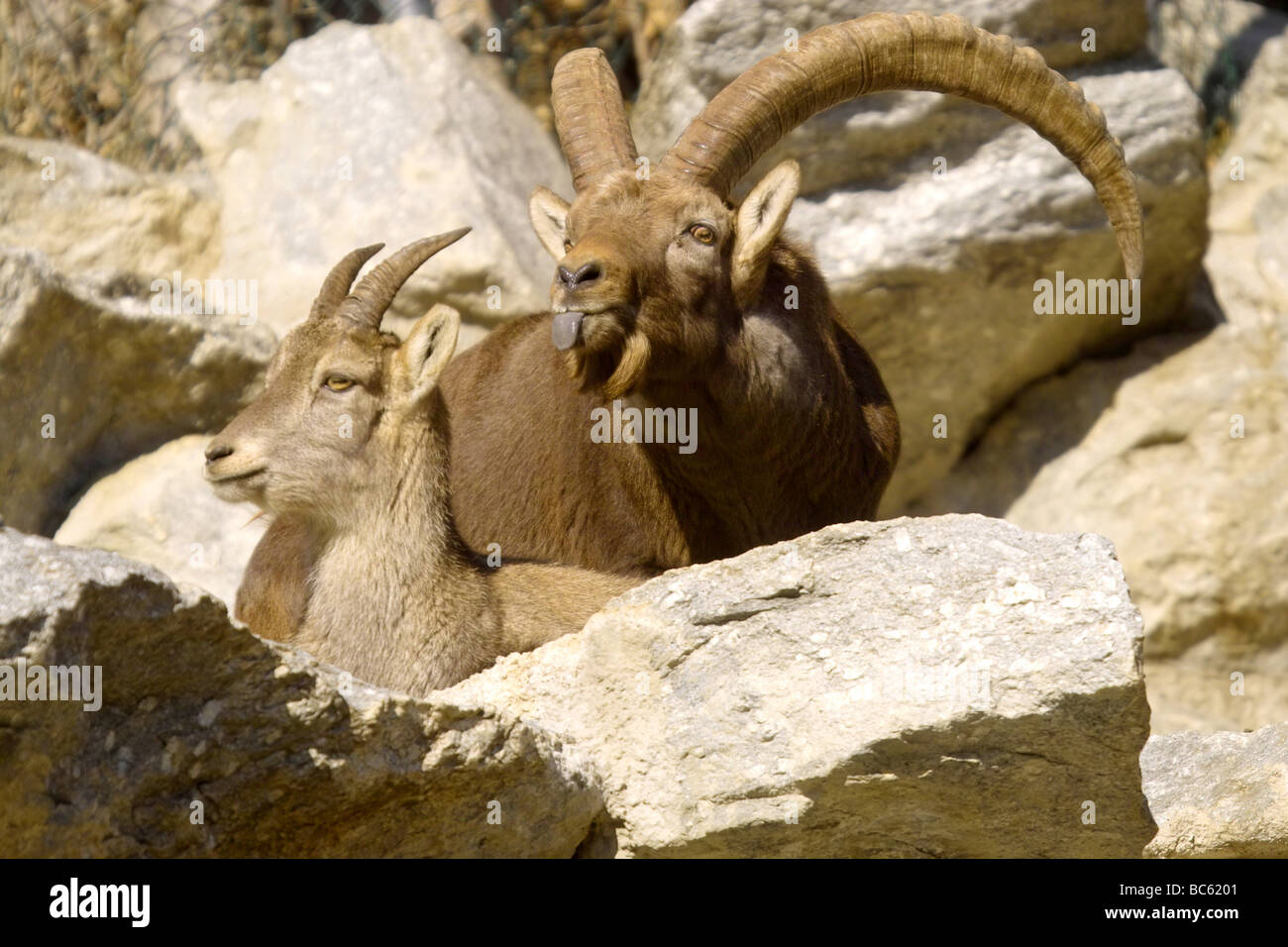 Close-up of two Domestic goat (Capra aegagrus hircus) on mountain, Austria Stock Photo