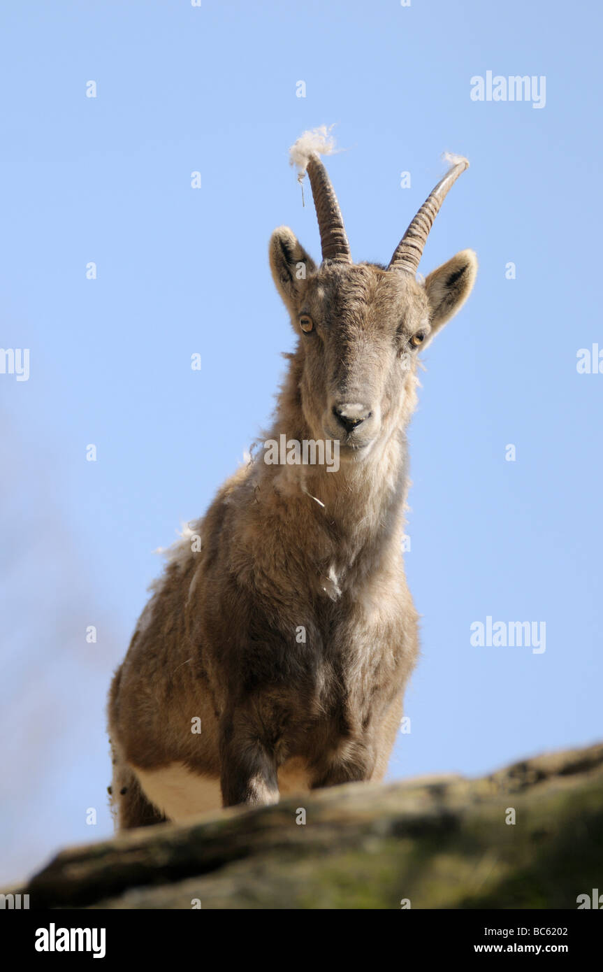 Close-up of Domestic goat (Capra aegagrus hircus) standing on mountain Stock Photo