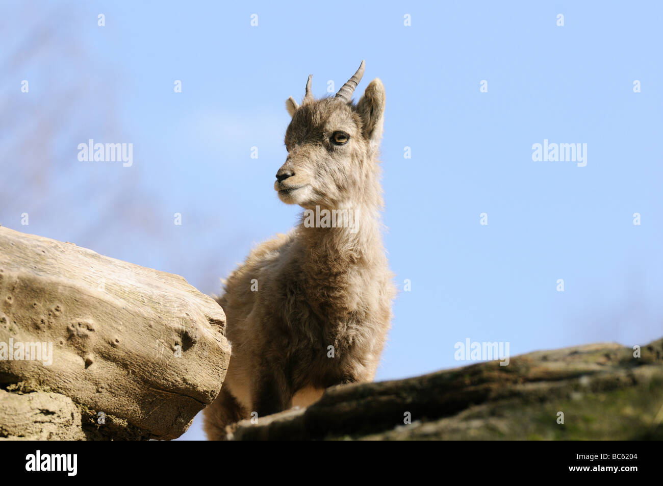 Close-up of Domestic goat (Capra aegagrus hircus) on mountain Stock Photo