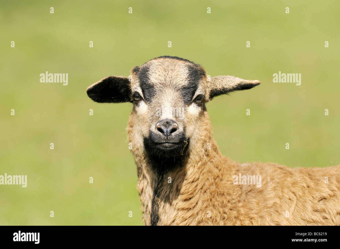 Close-up of cameroon sheep's lamb in field, Franconia, Bavaria, Germany Stock Photo
