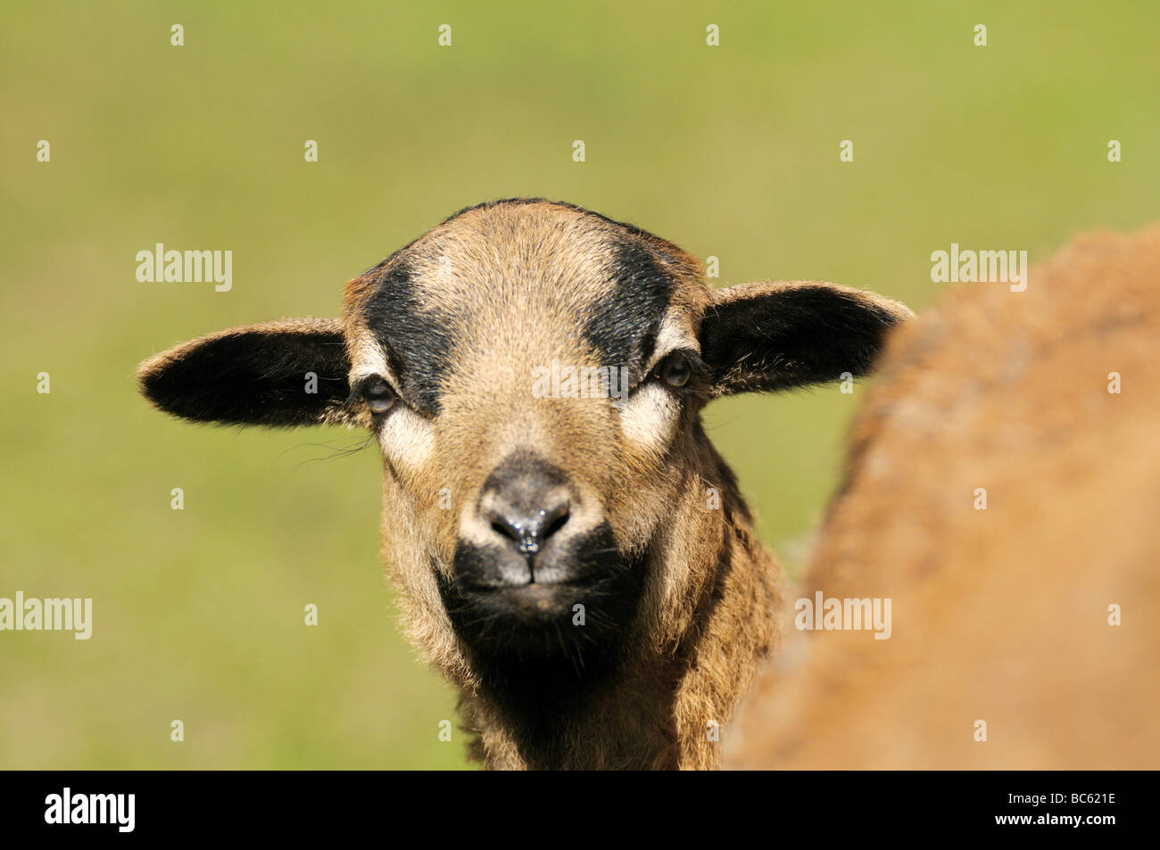 Close-up of cameroon sheep's lamb in field, Franconia, Bavaria, Germany Stock Photo