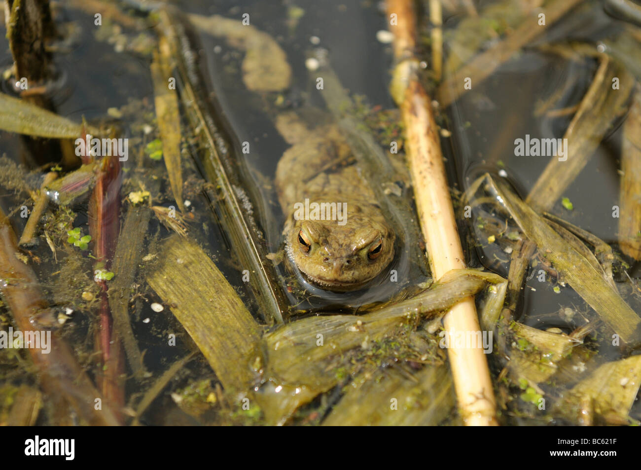 Close-up of African Common Toad (Amietophrynus gutturalis) in water, Altmuehlsee, Franconia, Bavaria, Germany Stock Photo