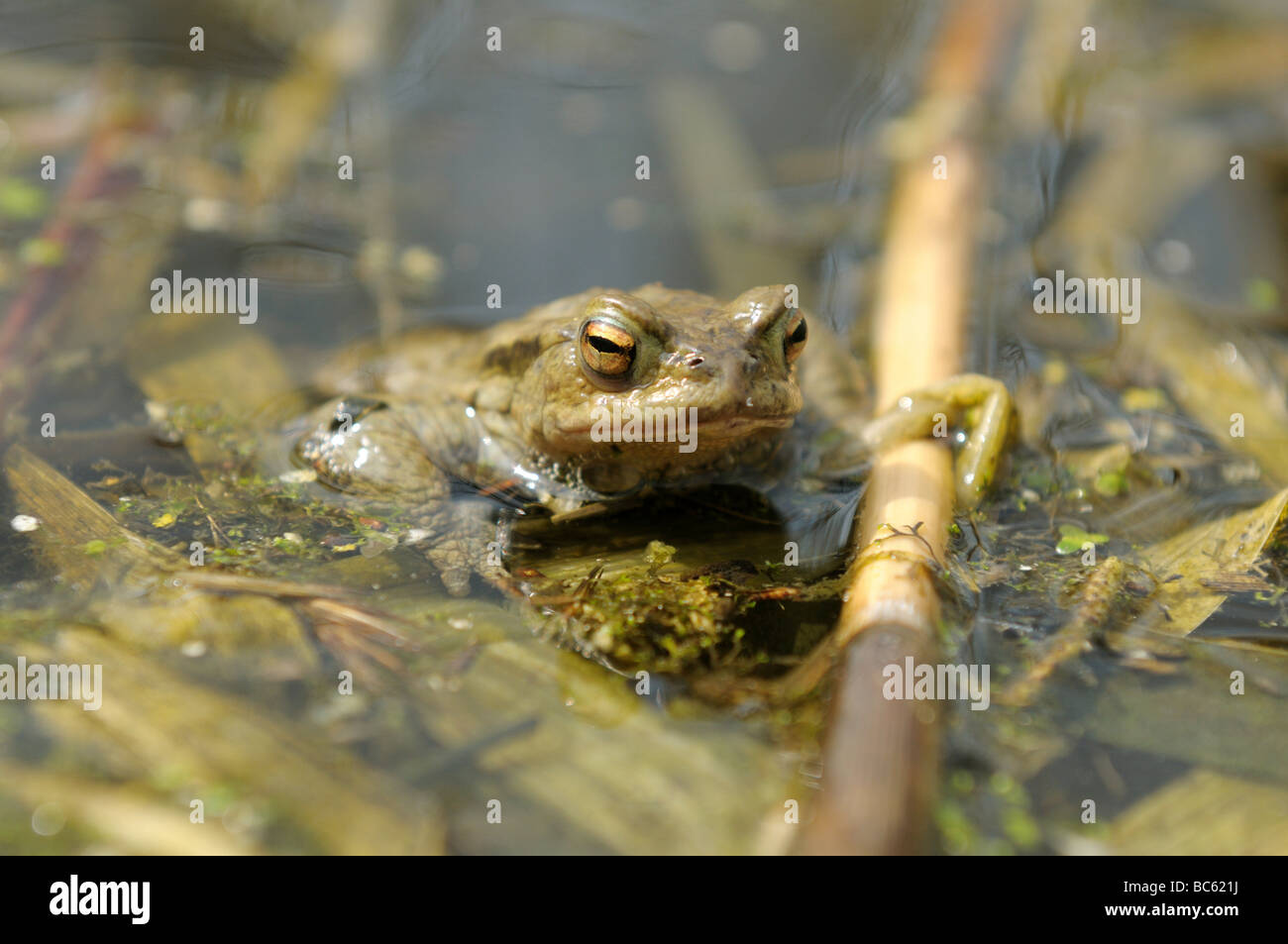 Close-up of African Common Toad (Amietophrynus gutturalis) in water, Altmuehlsee, Franconia, Bavaria, Germany Stock Photo