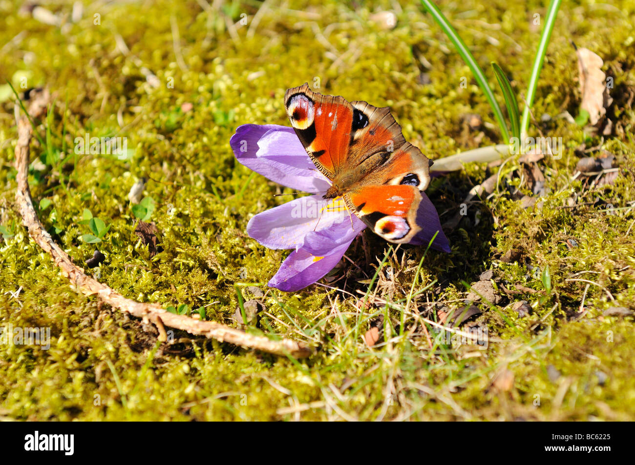 Close-up of peacock butterfly pollinating crocus flower in field, Franconia, Bavaria, Germany Stock Photo