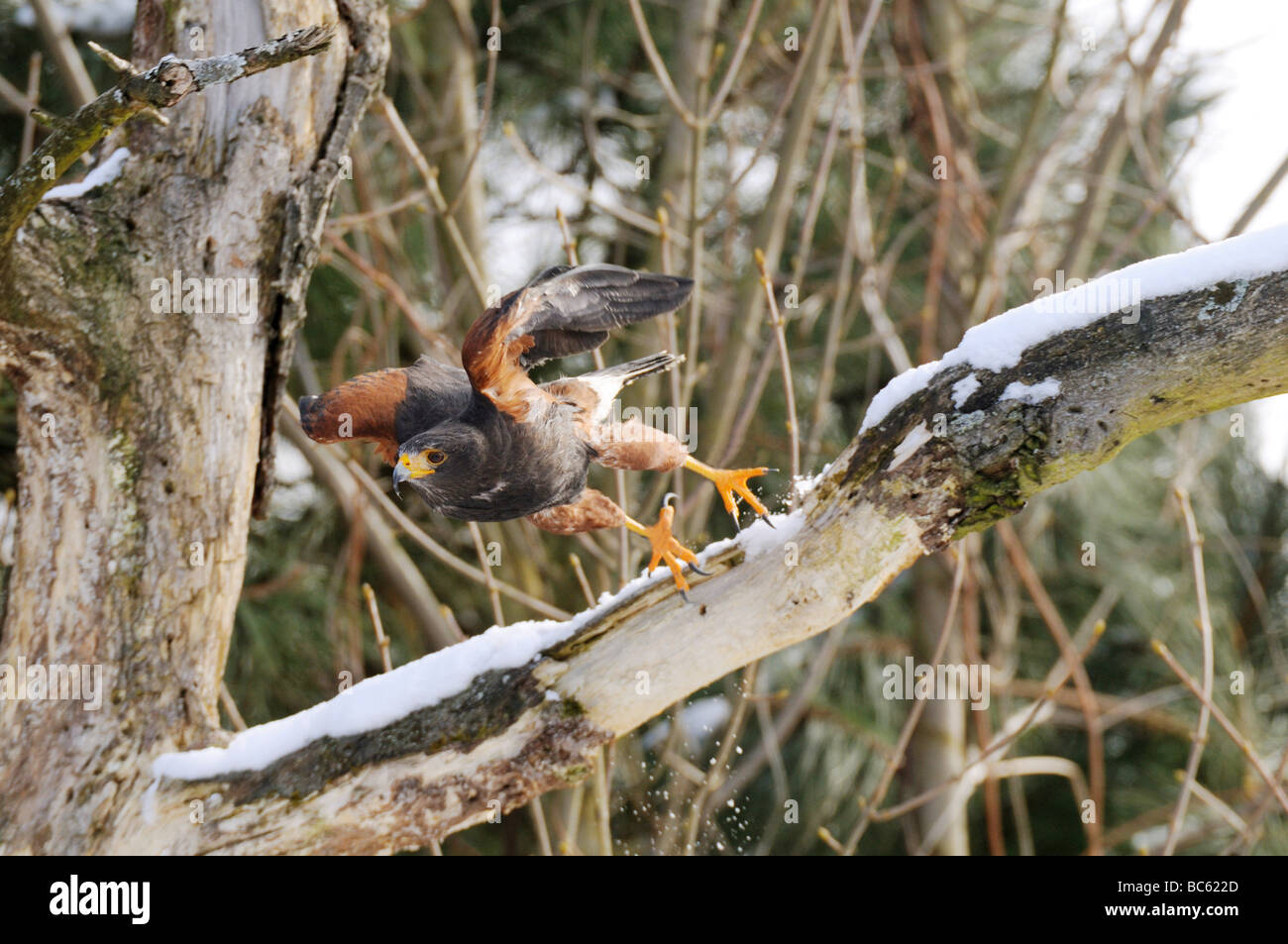 Harris's Hawk (Parabuteo unicinctus) leaving tree Stock Photo