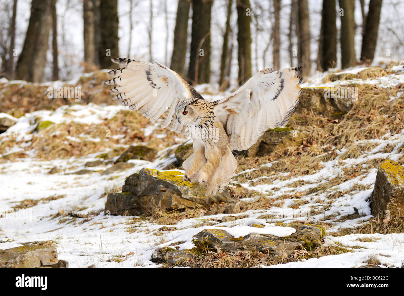 Milky Eagle owl (Bubo lacteus) spreading its wings in field Stock Photo
