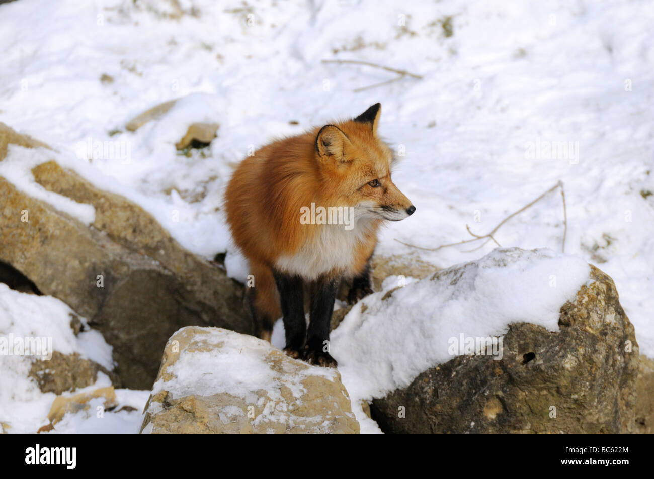 Snowy Days Hi Res Stock Photography And Images Alamy