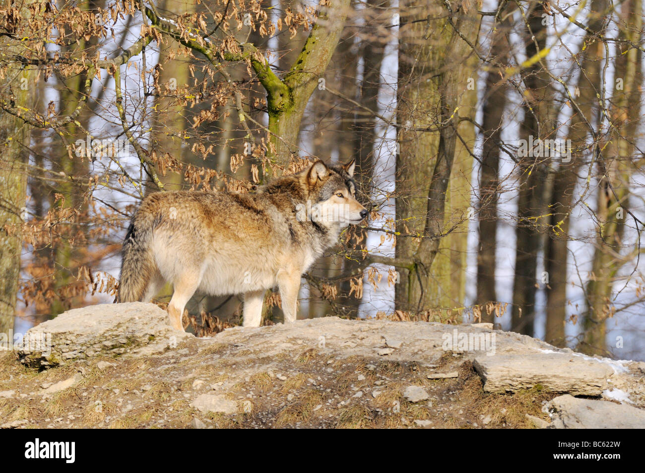 Grey wolf (Canis lupus) standing in forest Stock Photo