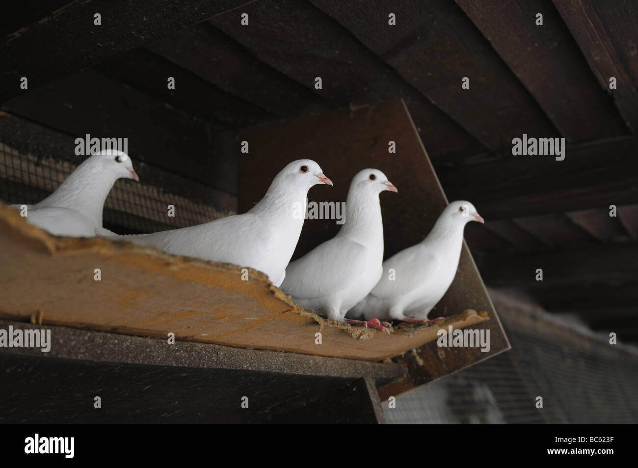 Low angle view of four doves on shelf Stock Photo