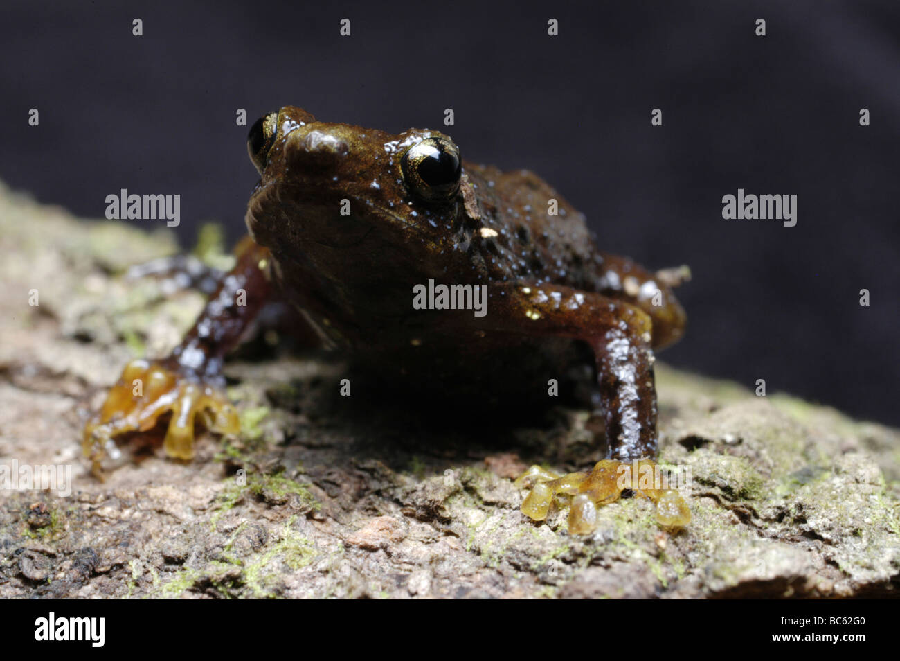 Male Borneo Treefrog, Metaphrynella sundana, also known as Tree Hole Frog Stock Photo