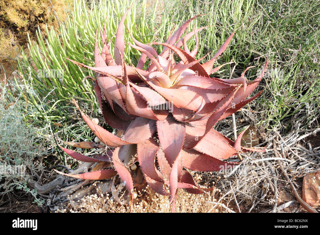 Ferrous Aloe Garden route Western Cape south Africa Stock Photo
