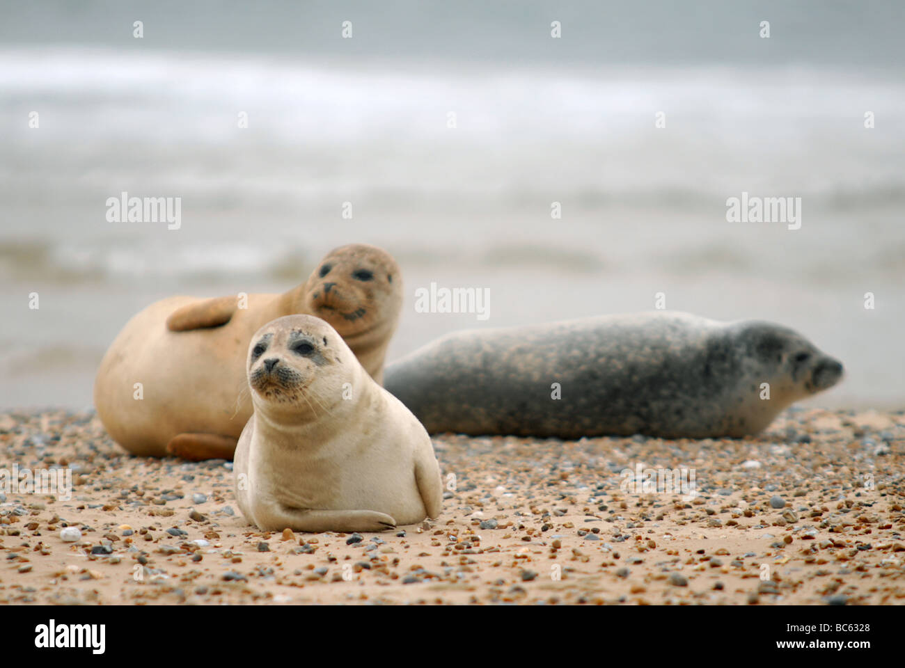 Seals on Blakeney Point, Norfolk Stock Photo Alamy