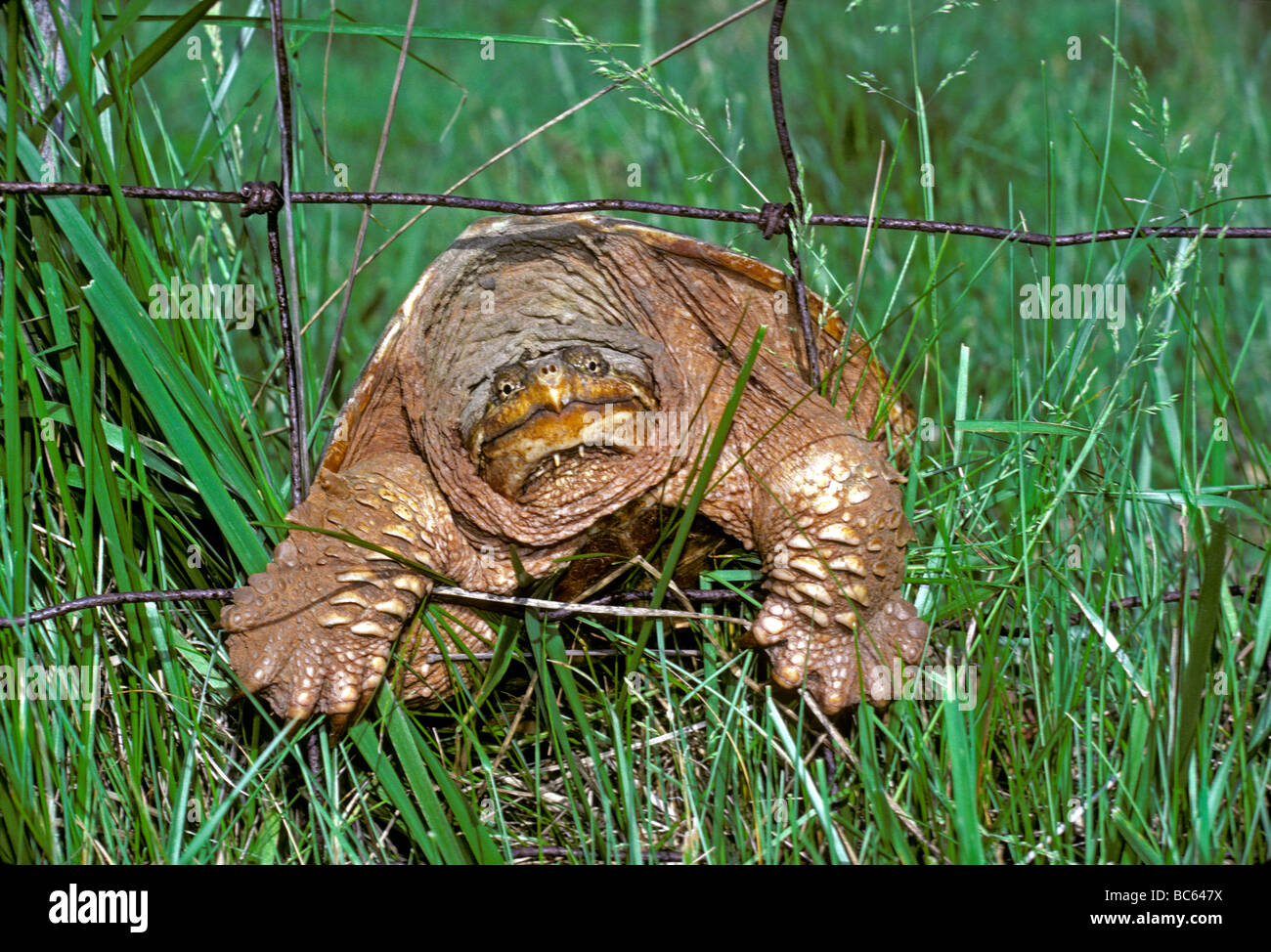 Old determined snapping turtle climbing through wire fence in field, Midwest USA Stock Photo