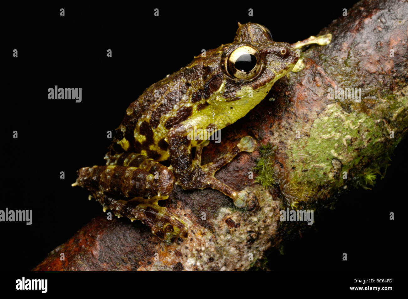 Everett’s Flying Frog, Rhacophorus everetti, climbing a tree. Also known as the  Mossy Tree Frog Stock Photo
