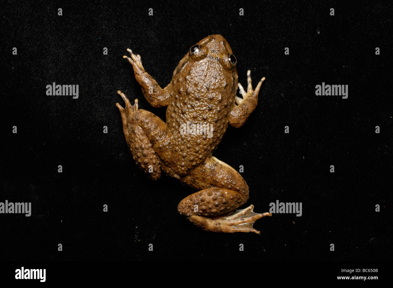 The back of a Kuhl's Creek Frog, Limnonectes kuhlii Stock Photo