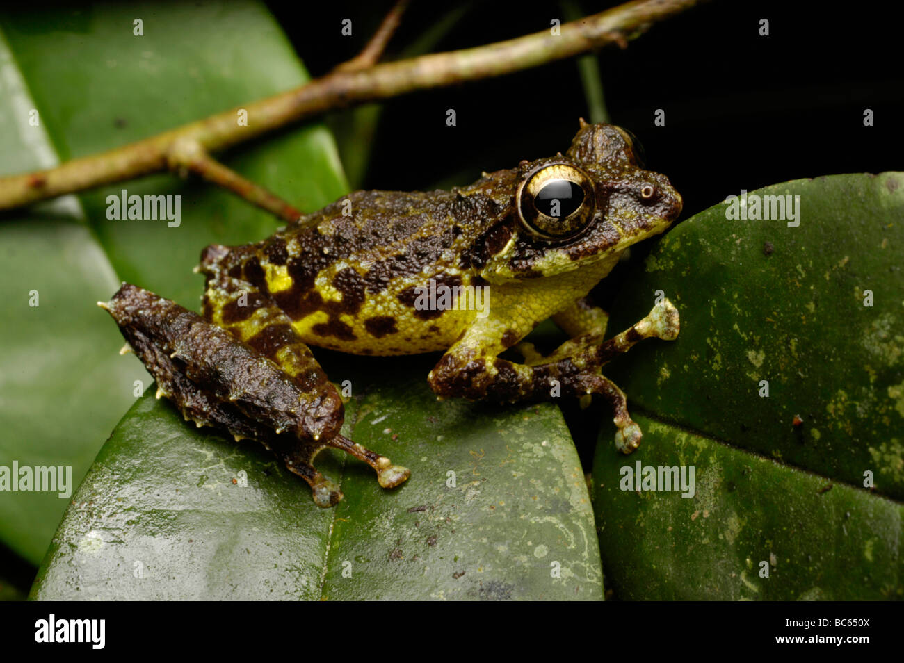 Everett’s Flying Frog, Rhacophorus everetti. Also known as the  Mossy Tree Frog Stock Photo