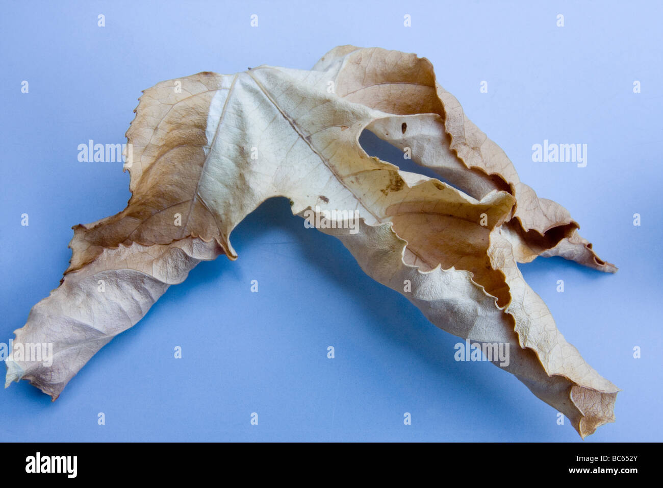 dry leaf display Stock Photo