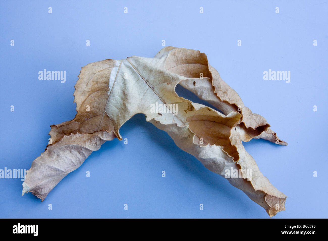 dry leaf display Stock Photo