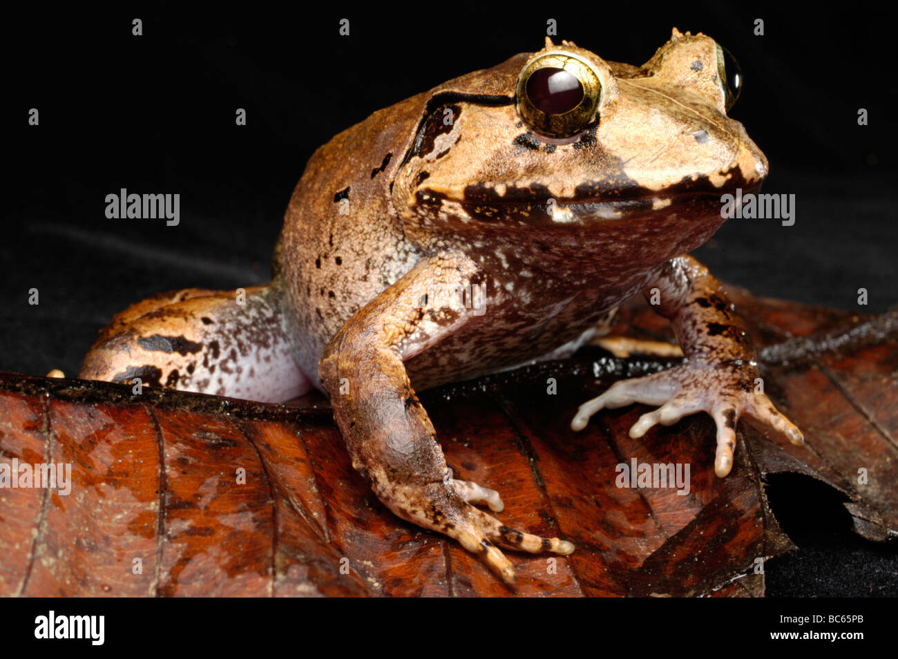 Peat Swamp Frog, Limnonectes malesianus Stock Photo Alamy
