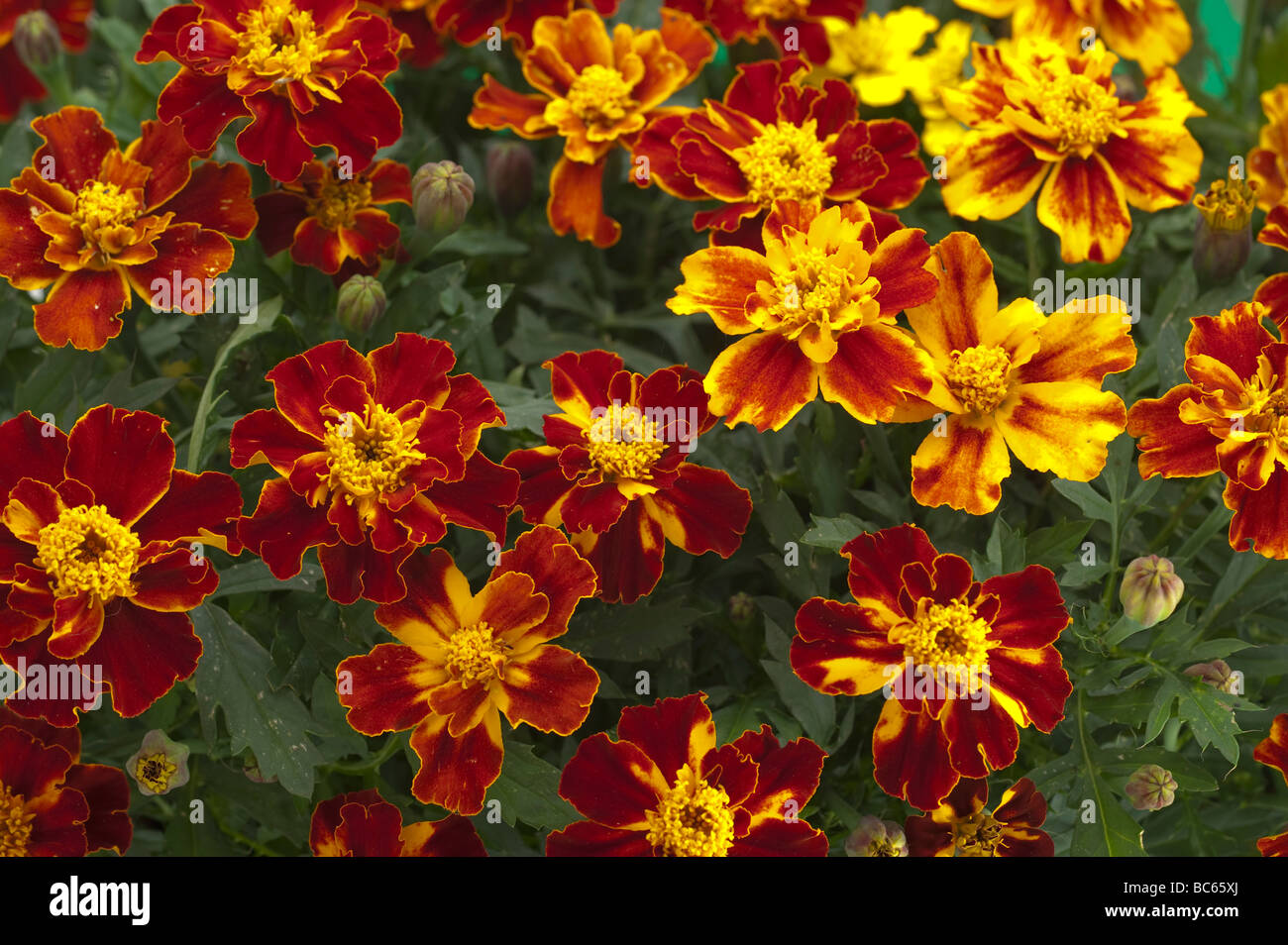 Close up of Dwarf 'French Marigolds' flowers Stock Photo