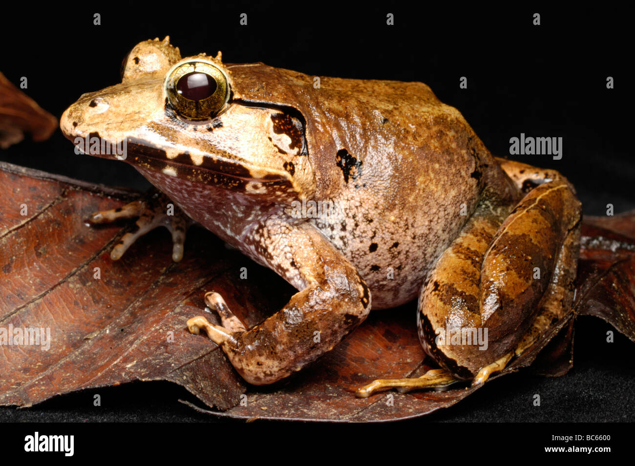 Peat Swamp Frog, Limnonectes malesianus Stock Photo Alamy