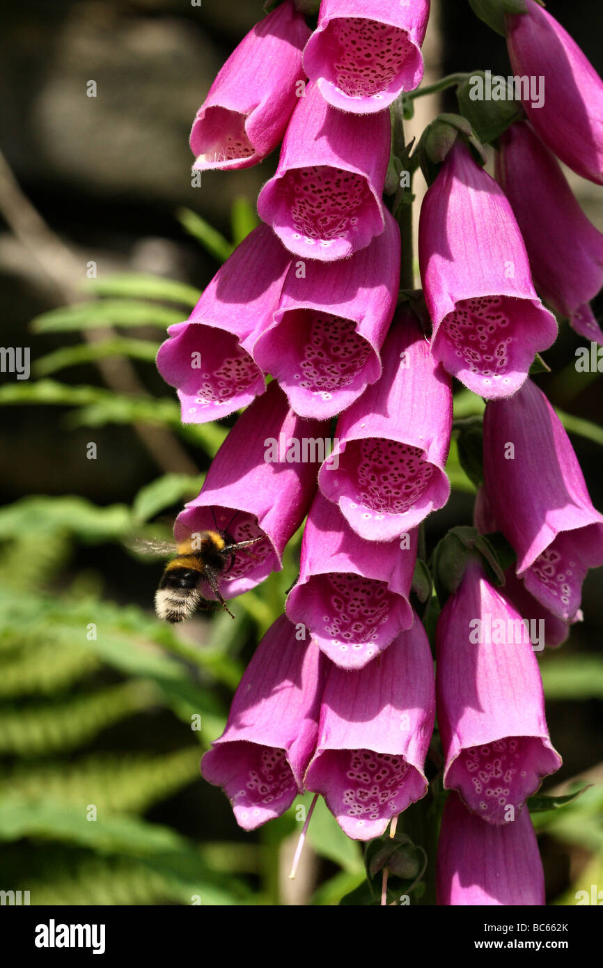 Foxglove Digitalis purpurea Family Plantaginaceae was Scrophulariaceae Macro shot of the Pink purple flower bells Stock Photo