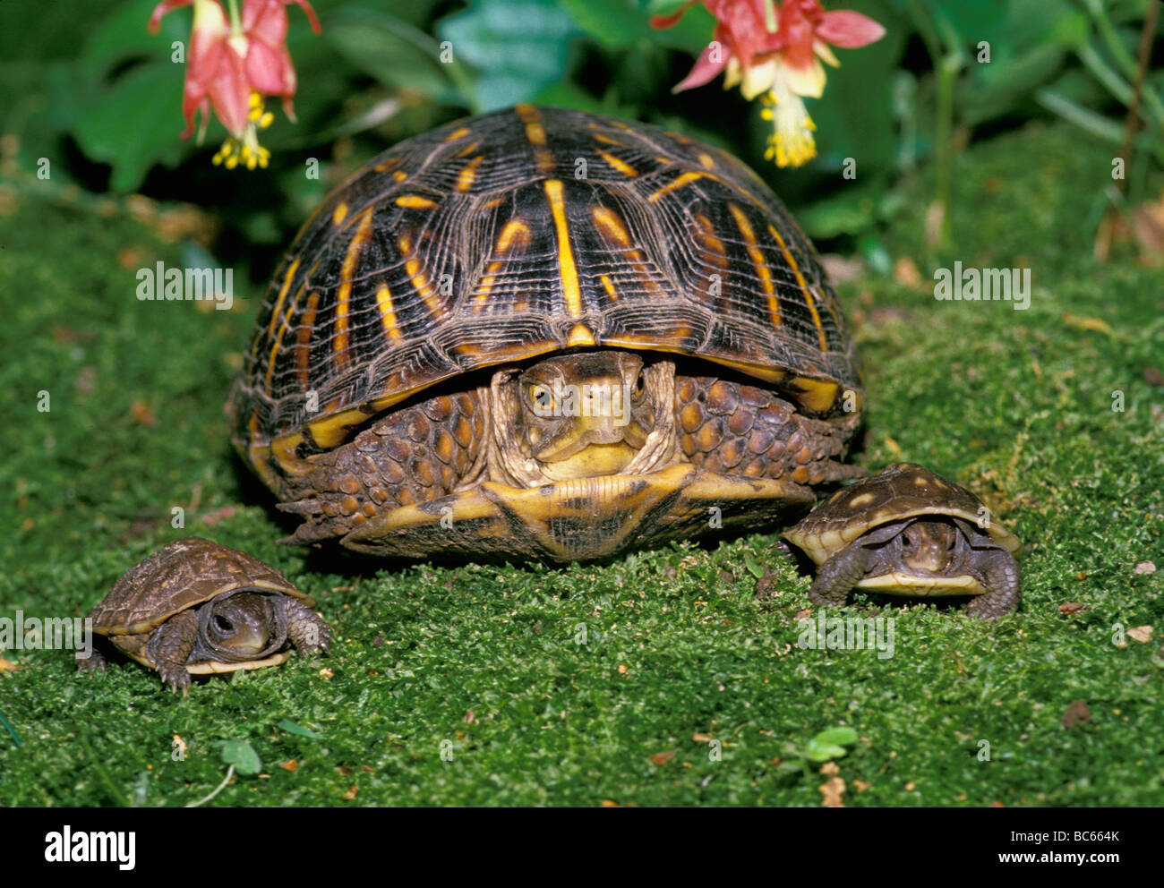 Family Portrait: Mother ornate box turtle and two babies pose under Columbine flowers in moss Stock Photo
