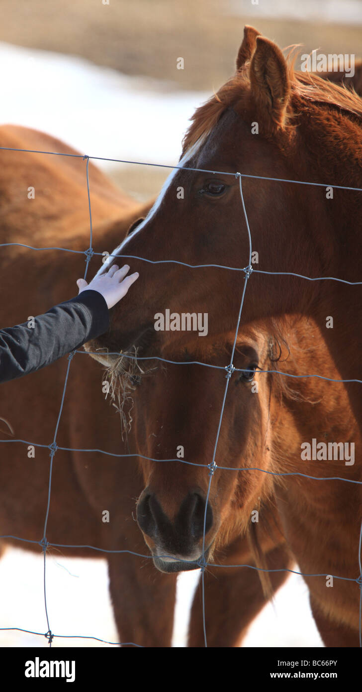 Hand Petting a Horse Canada Stock Photo Alamy